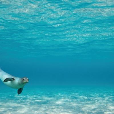 Monk Seal5